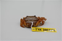 藏品(拉氏清溪蟹)的圖片